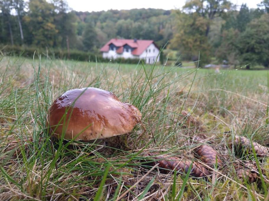 Wald-Apartment Limabach - Oberfrohna Exterior foto
